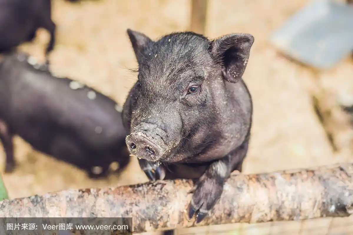 小黑猪站在农场的木栅栏上