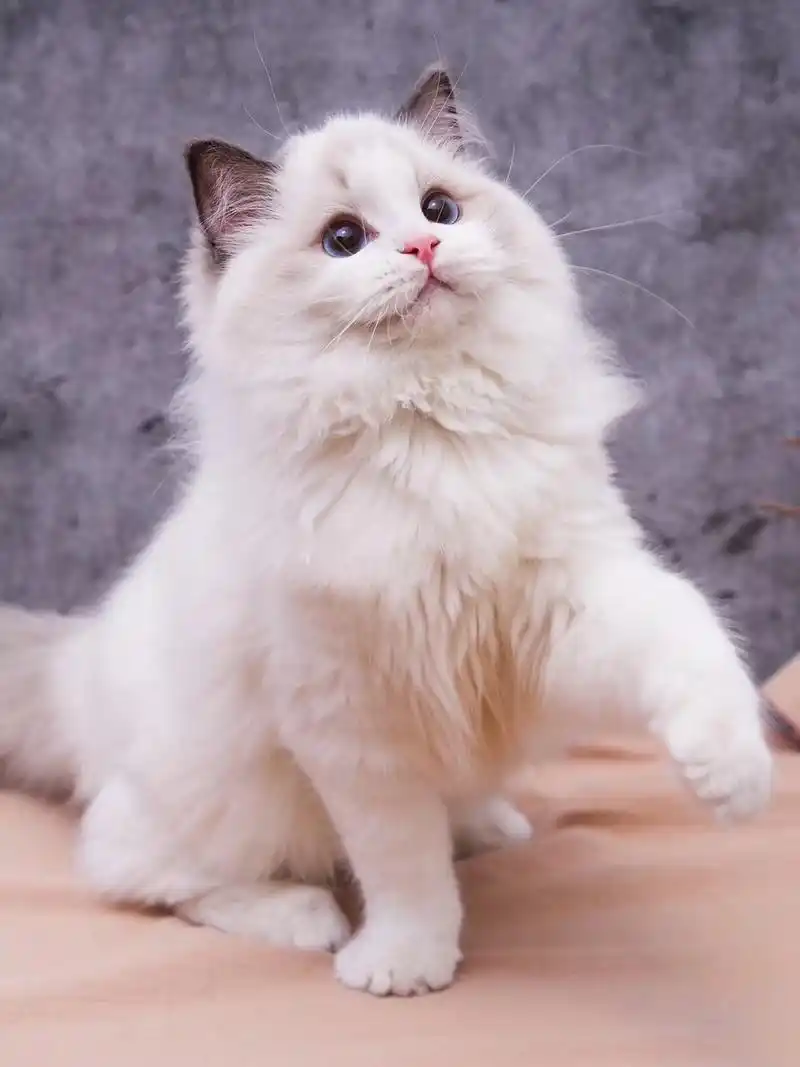 海双布偶猫 海豹双色 cfa双血统 长毛宠物猫