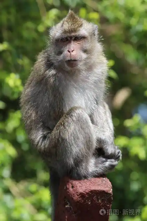 猴子坐在树附近的木棍上模糊的背景