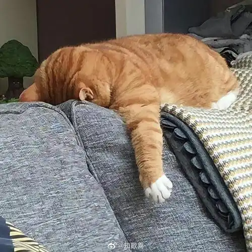 床上躺着的表情包