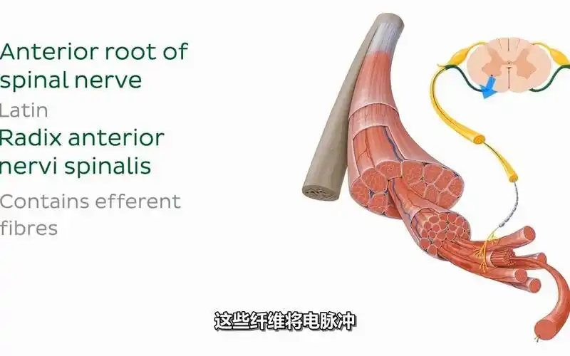 运动单位运动神经元和骨骼肌纤维人体组织学