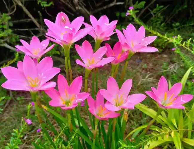 送上院子里的粉色小花