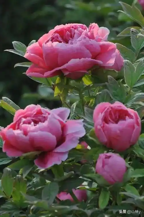 最美牡丹花摄影作品,令人沉醉