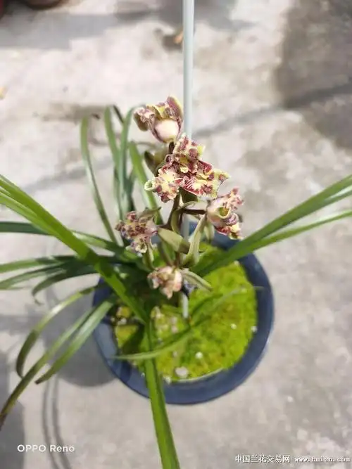 2020——紫砂星-蕙兰篇-中国兰花交易网社区