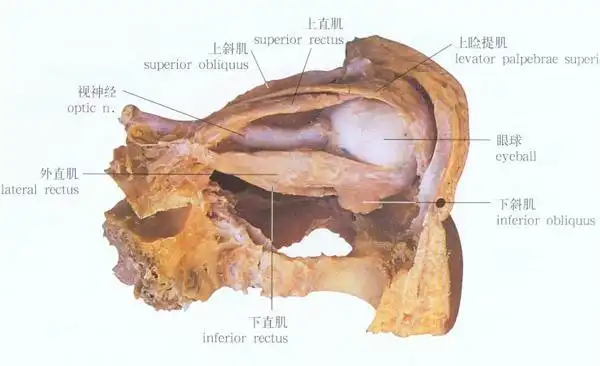 眼球外肌解剖示意图-人体解剖图