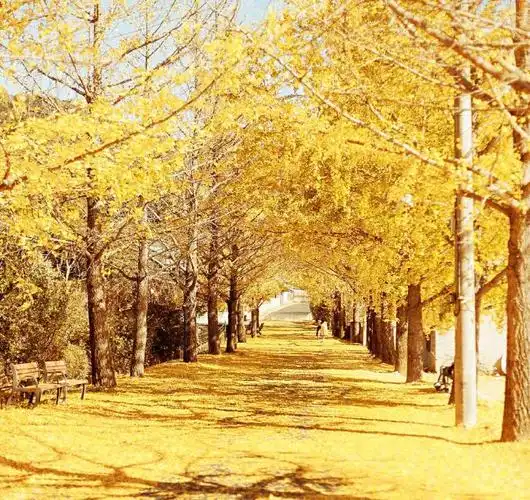 黄金满地图片大全壁纸,照相机盛不下的金黄