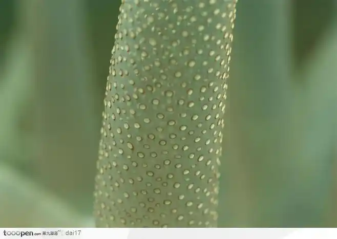 艳丽的珊瑚-珊瑚虫触须