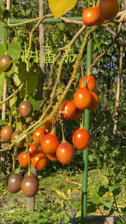 阳光下的树番茄