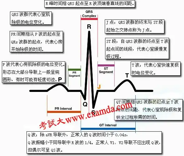 临床执业医师《实践技能》辅导:正常心电图波形特点和