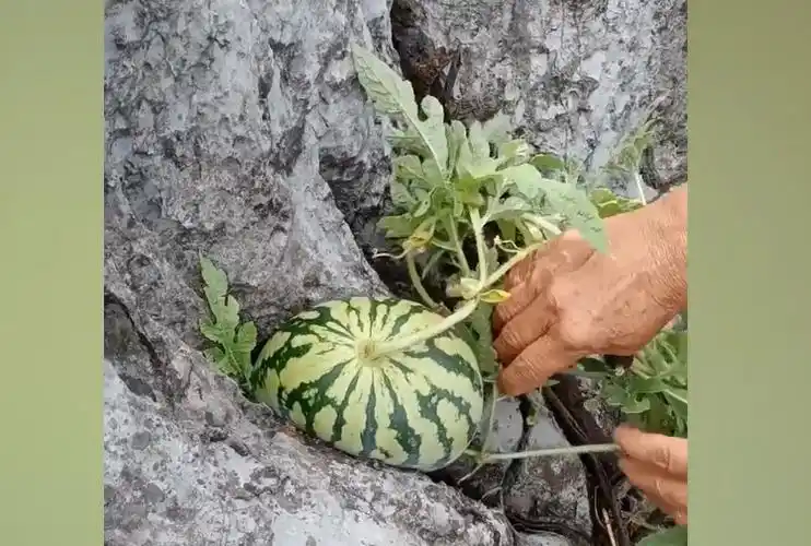 女子在石缝中发现野生西瓜5天后带工具切开意外惊喜现场吃瓜