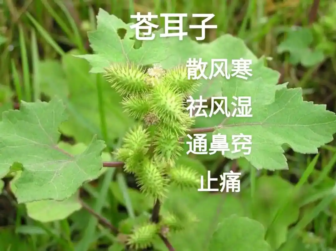 每日一味中药day11.#苍耳子#每日一味中药#药用植物 # - 抖音
