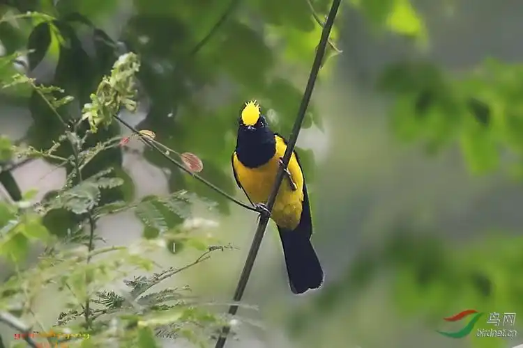 黄黑搭配----冕雀