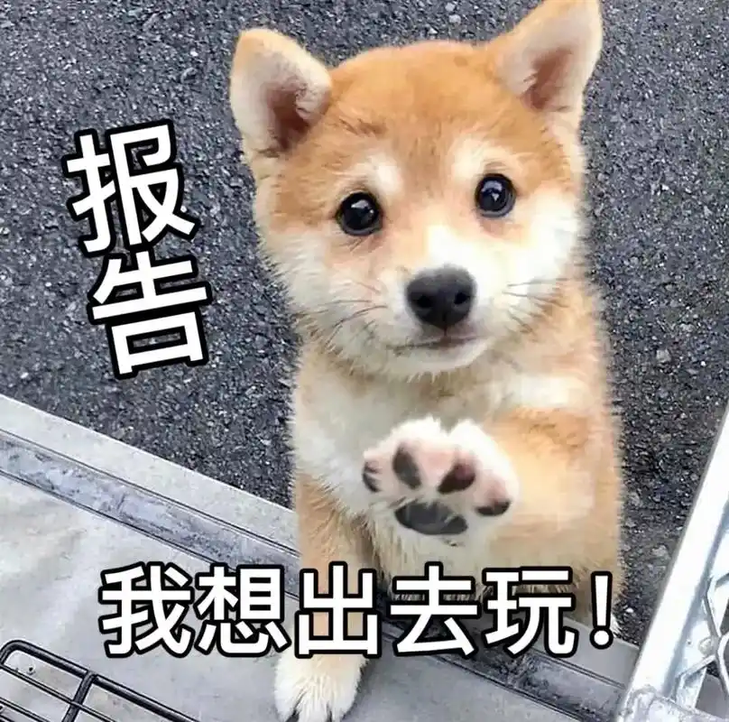 报告,我想出去玩,不想上班.#柴犬 #柴犬表情包 #萌宠 # - 抖音