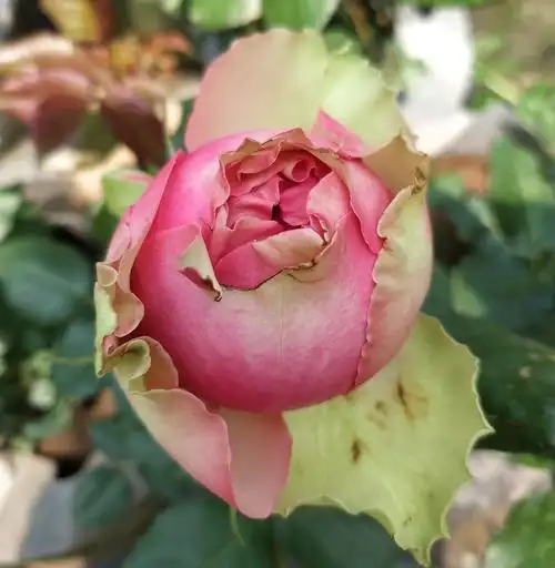 躲躲躲藏藏月月季花伊芙莲花宝石火焰玛丽紫袍玉带花卉