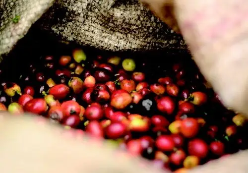 咖啡知识之漂亮的红果子