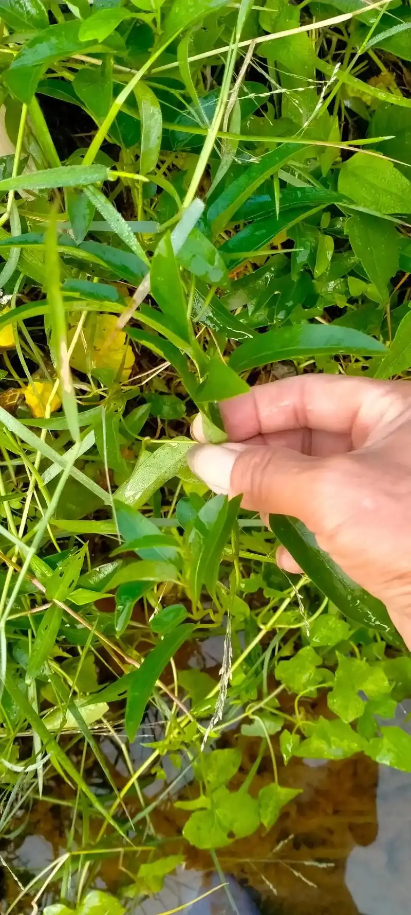 鸡屎藤:茜草科鸡矢藤植物,别名臭鸡屎藤,根名青木香,土木香, - 抖音
