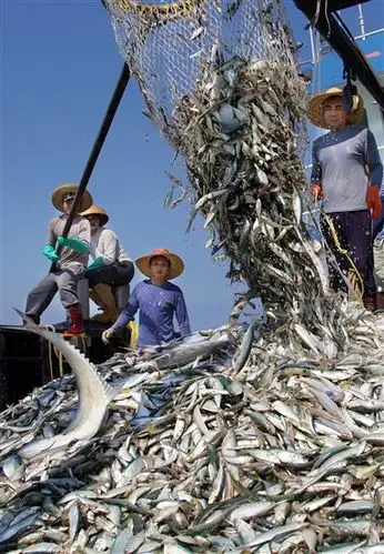 渔船在三合窝外海域收获颇丰.   记者 张锋锋 摄