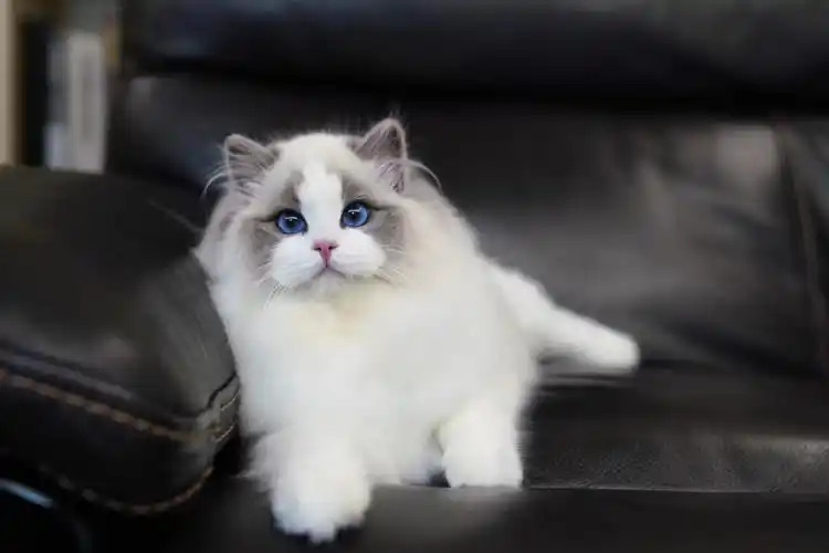 极品蓝双色布偶猫,何止美丽,没有人不喜欢… - 堆糖,美图壁纸兴趣社区