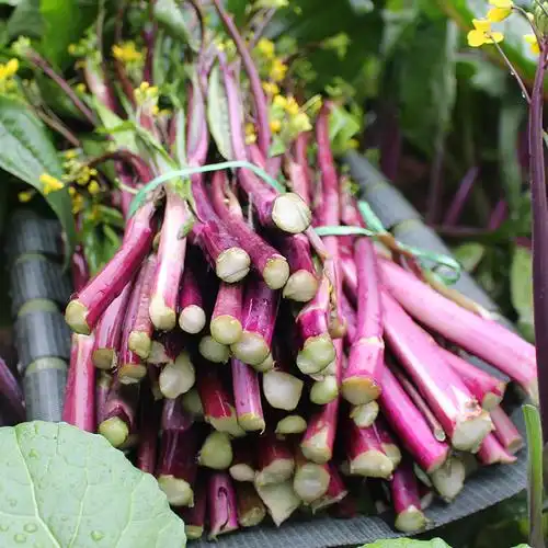 正宗新鲜洪山红菜苔蔬菜紫菜薹湖北特产现摘现发红油菜苔姑娘菜心