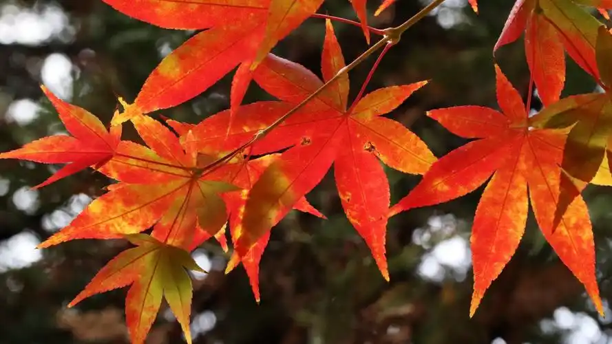 秋天最美的枫叶图片1012