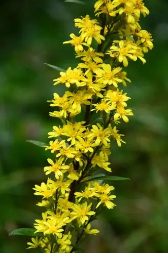 小溪植物--一枝黄花4
