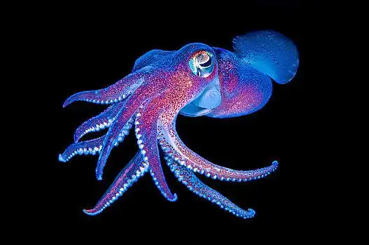 鱿鱼图片大全-鱿鱼高清图片下载-全景网