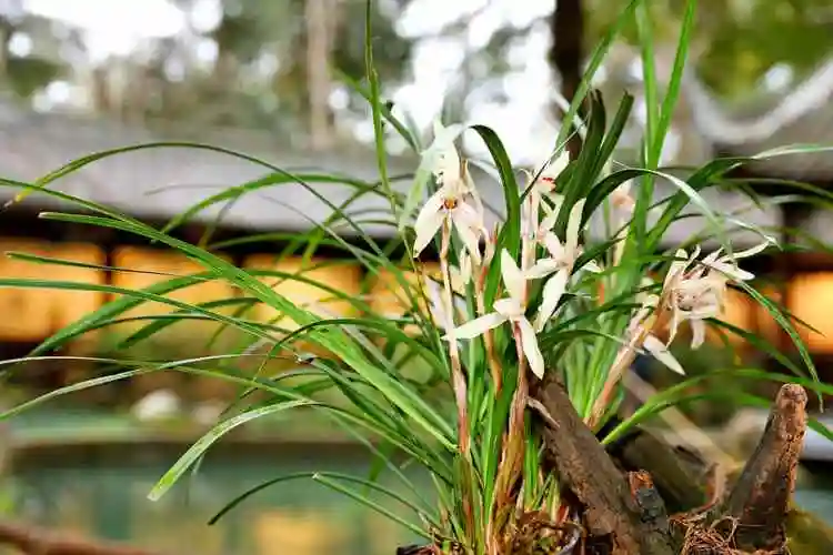 草堂兰香迎世园2024第二届杜甫草堂兰花展开幕