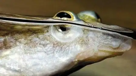 世界上最神奇的水生生物之——四眼鱼