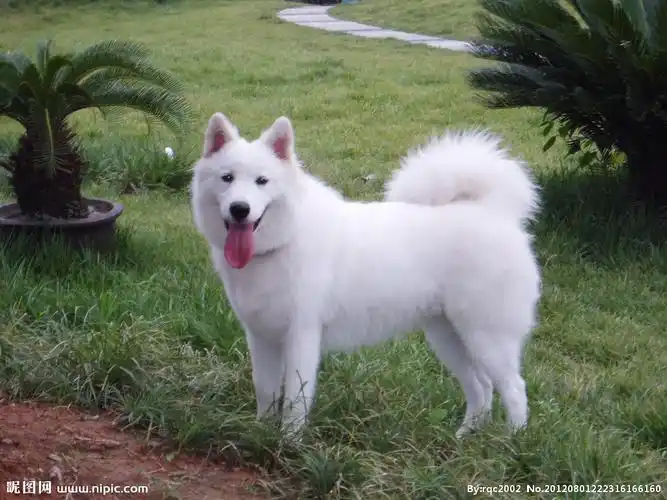 jpg颜色:rgb10共享分举报收藏立即下载×关 键 词:白狗 小狗 白色