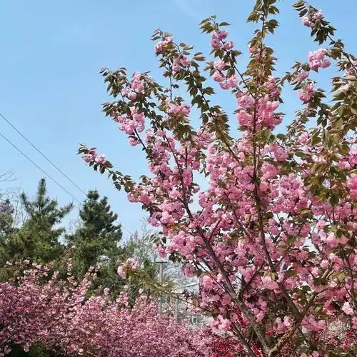 春天春天的青岛处处都是风景