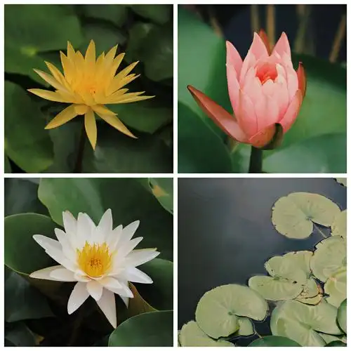 今天遇到了三种颜色的荷花