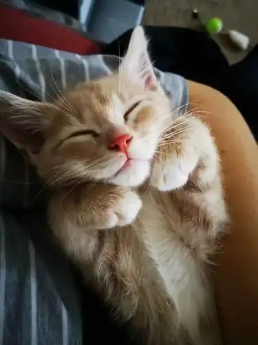 睡觉了的图片(一组治愈的猫咪睡觉图片)