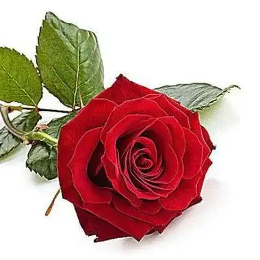 女头像手拿红玫瑰