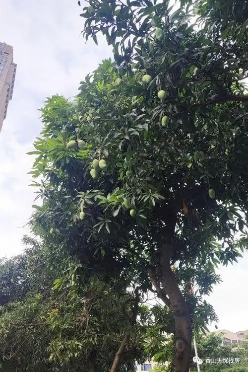 中山很多路边的绿化芒树也结满了芒果,一串串硕果累累,实在诱人.