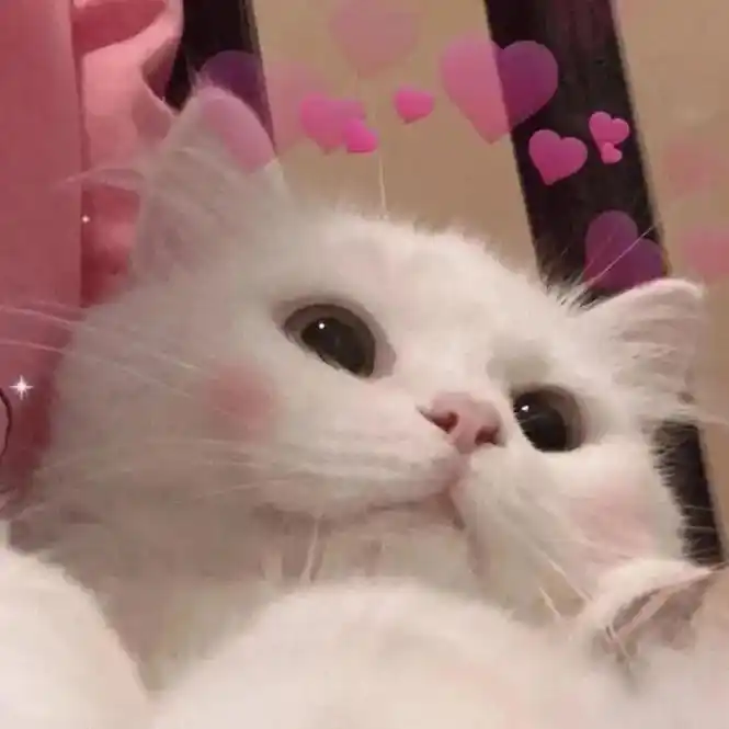 可甜,可盐,可宠的猫咪头像#猫#小奶猫#萌宠头像 @dou  - 抖音