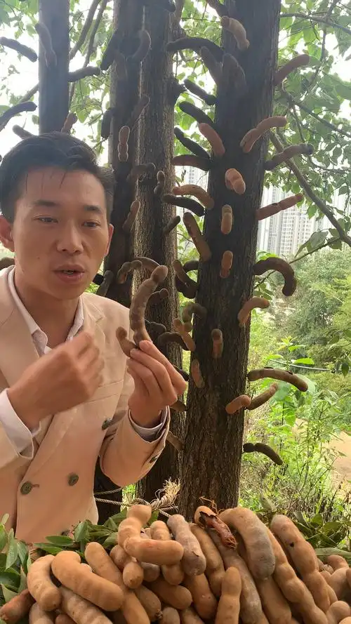 云南西双版纳甜酸角