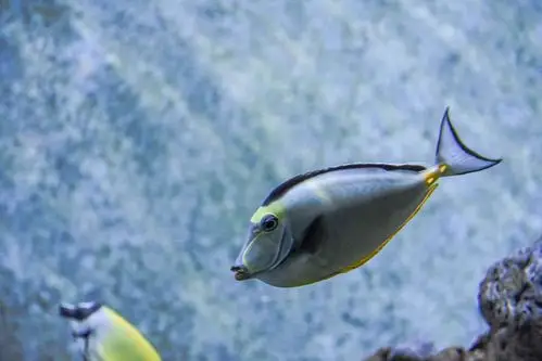 上海动物园--鱼