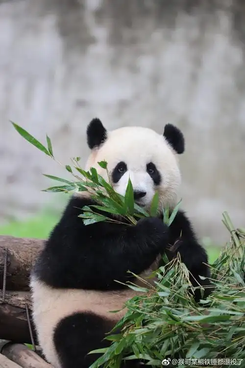 熊猫- 堆糖,美图壁纸兴趣社区