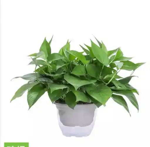 绿萝绿植盆栽 绿萝 透明蓄水盆 带盆栽好