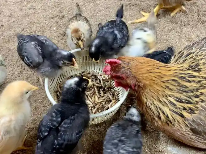 小鸡仔第一次吃虫子大概是鸡生难忘的体验