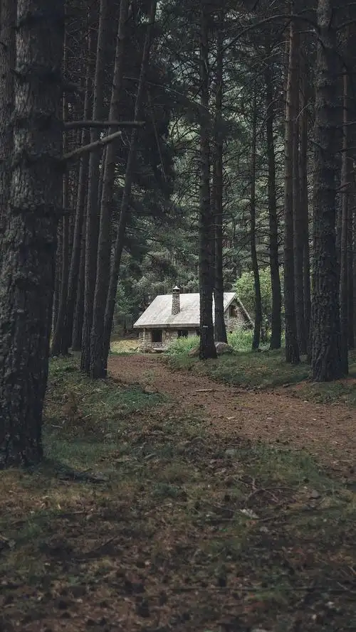 荡涤灵魂-北欧森林 (图片出处某网站,侵权请联系)