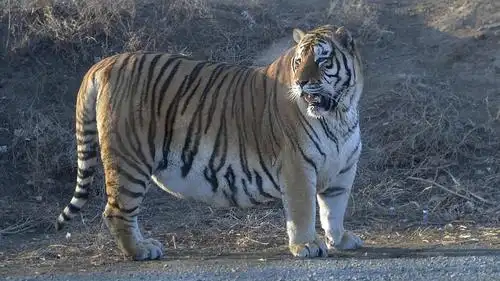 上百东北虎"换装"越冬,食量大增"大猫"又要胖成球