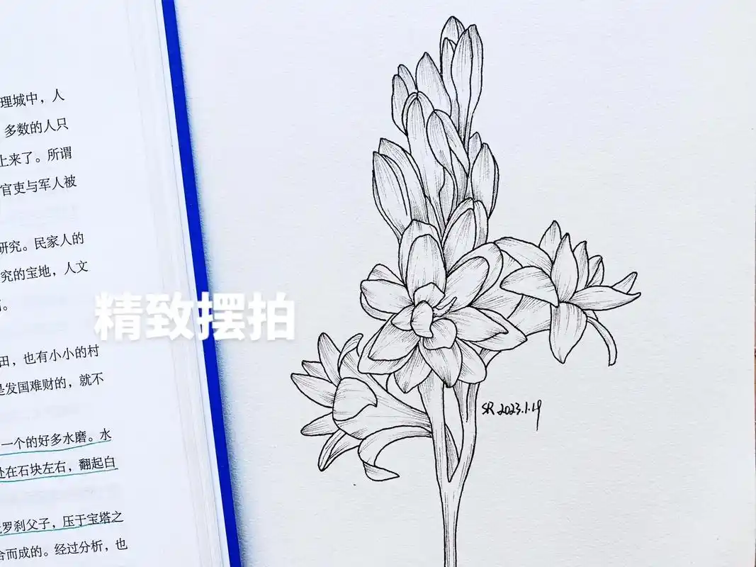 "小桃微雨夜来香"#画画 #我不要春天的原创植物线描 #夜来 - 抖音