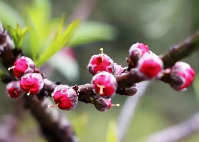 桃花美(雨露摄制)