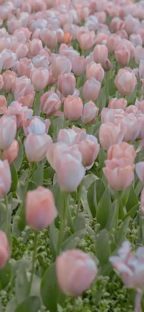 微博背景图-朋友圈背景图-微信背景图 - 堆糖,美图壁纸兴趣社区