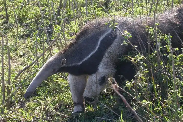 大食蚁兽60厘米的舌头每分钟射出150次,每天能吞下3万只蚂蚁