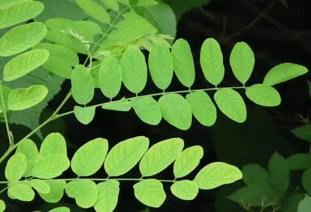 绿色的槐树叶子铁面孔目协助拍摄