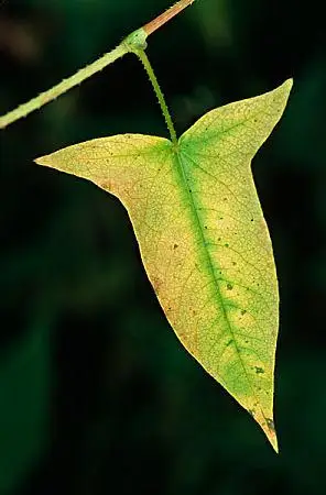 叶子图片_图片大全