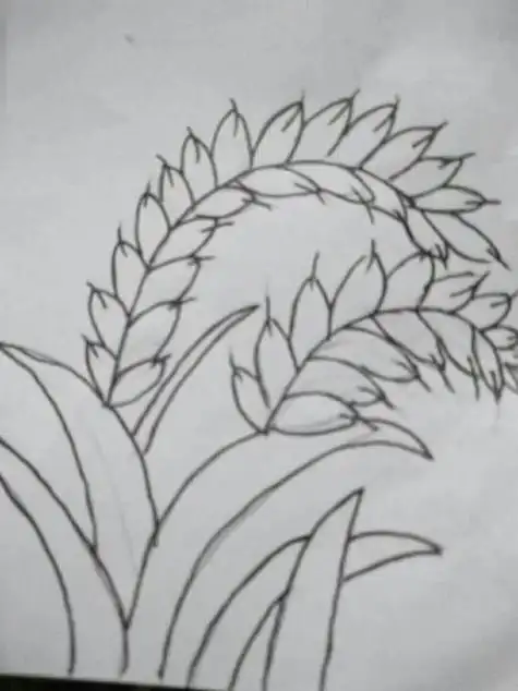 如何画水稻,海知儿童简笔画大全稻谷图片稻穗简笔画怎么画稻穗简笔画