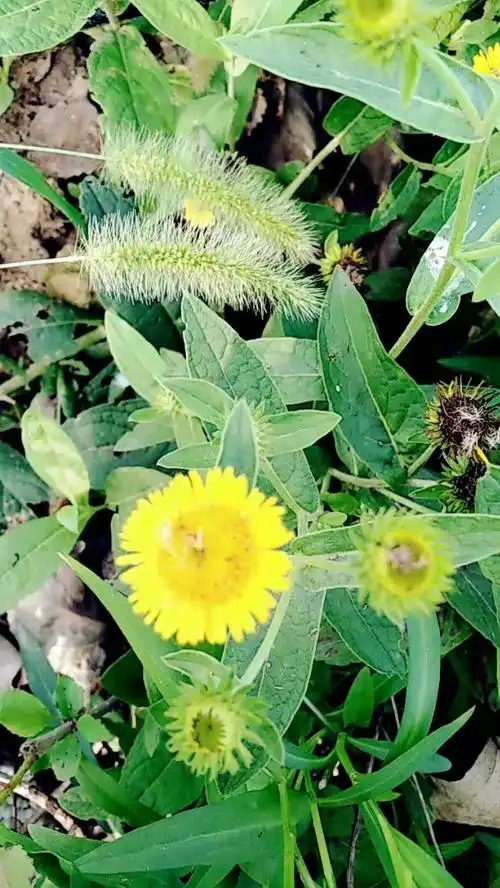 请大家欣赏欣赏这美美哒的野葵花?花花!